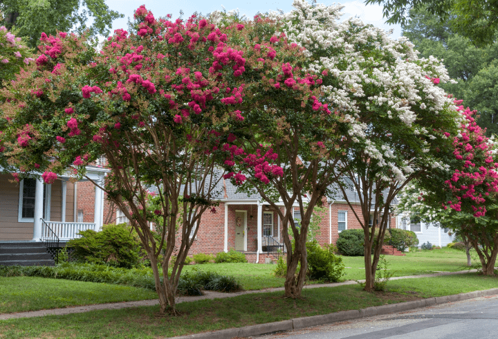 Crape Myrtle trees in small front yards