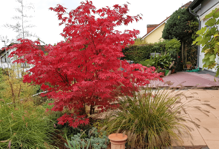 Japanese maple tree in front yard