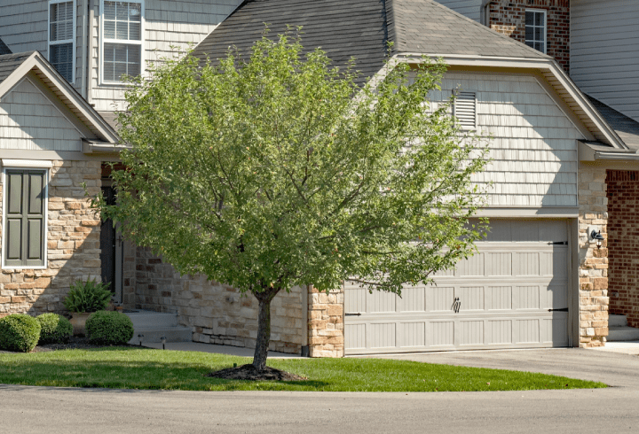 Crabapple tree in small front yard