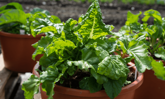 Lettuce growing in container
