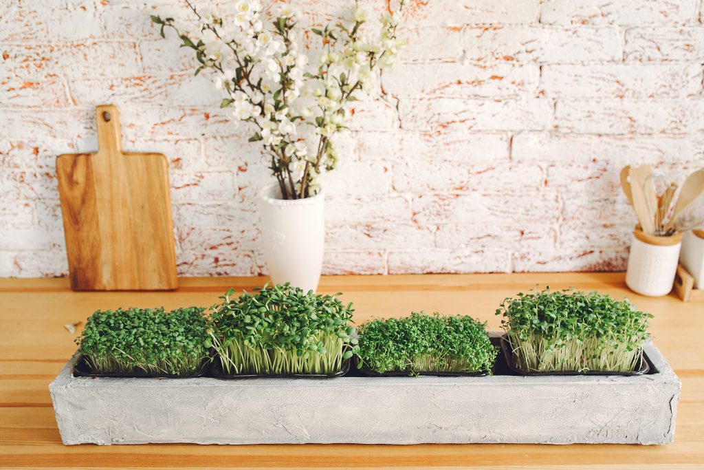How To Store Microgreens