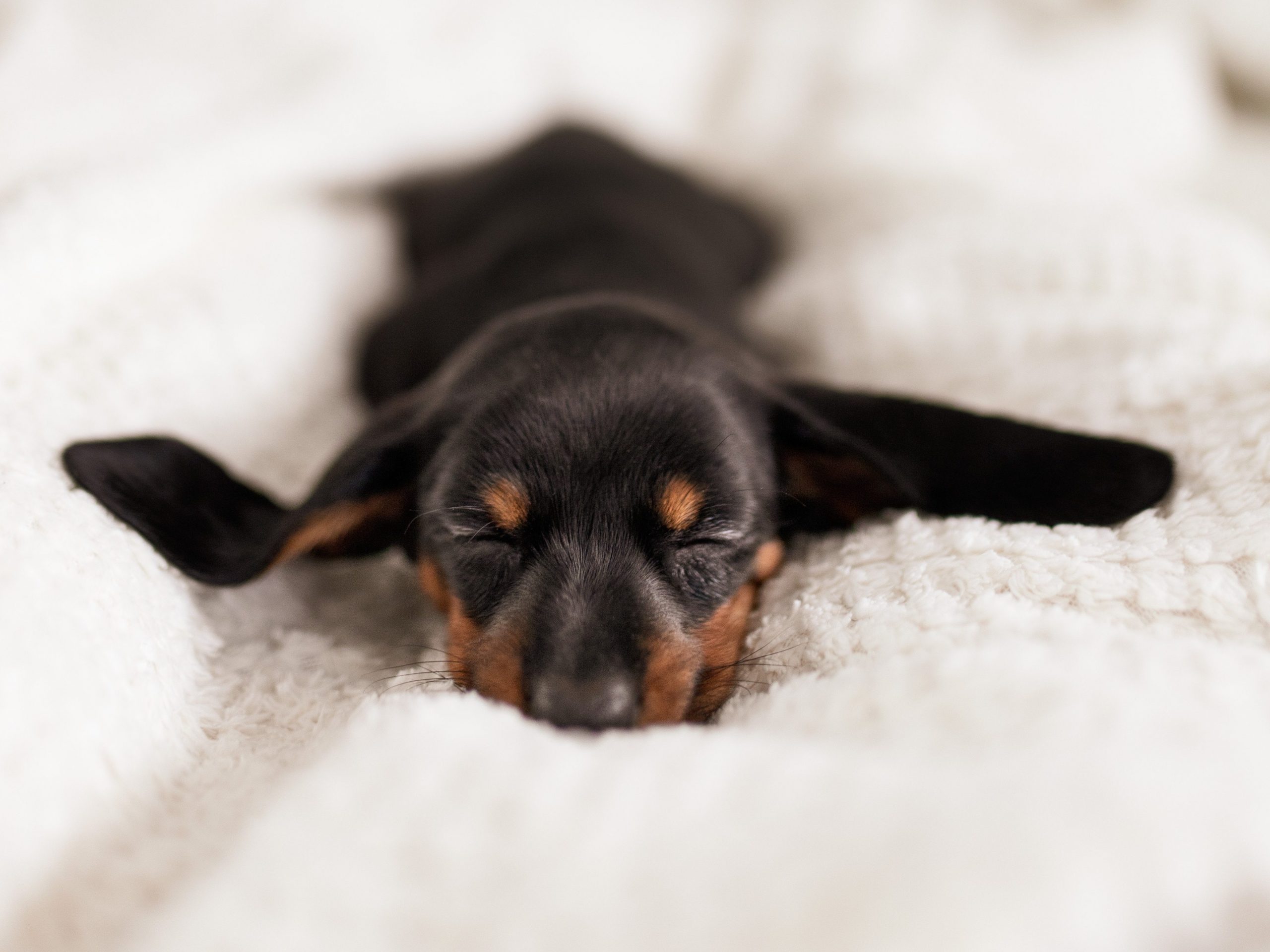 Bringing Home a New Puppy | Tips for the First Few Nights