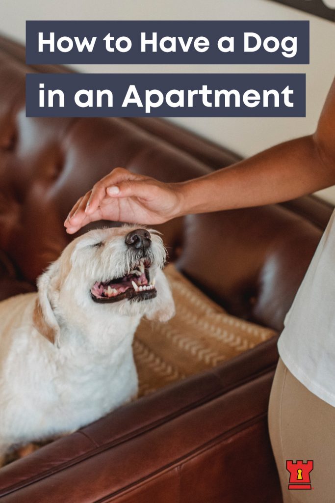 How to Have a Dog in an Apartment